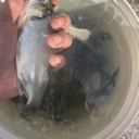 本地精品鯽魚苗鯉魚苗現(xiàn)貨批發(fā)易防疫長勢快好飼養(yǎng)