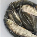 河北保定當(dāng)?shù)佤~苗草魚苗