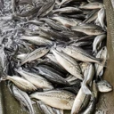 淡水魚苗批發(fā)草魚鯉魚花鰱多地專車配送