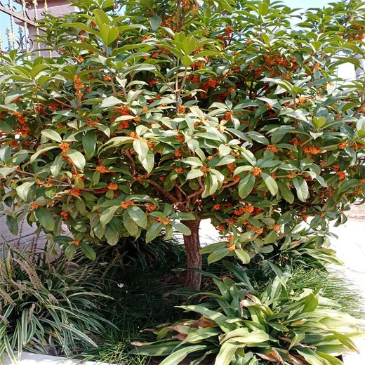 園林庭院美化6公分桂花樹(shù)6公分金桂價(jià)格及采購(gòu)建議