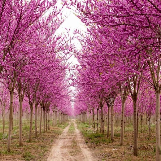 2026園林庭院美化8公分紫荊價格、高桿紫荊、8公分巨紫荊