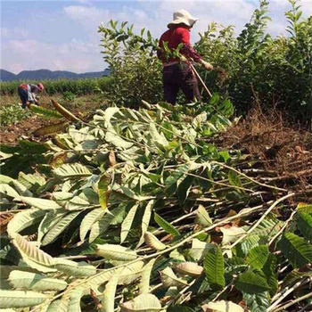 山東泰安板栗苗基地