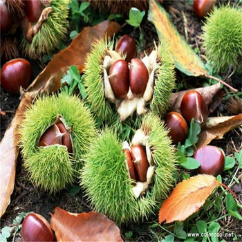 山東泰安板栗苗基地