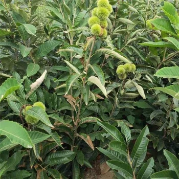 山東泰安板栗苗基地