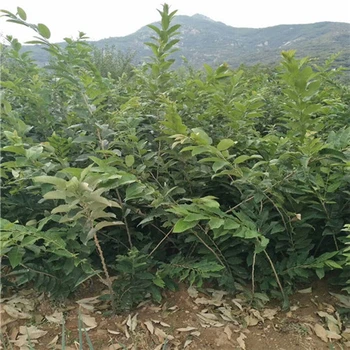 山東泰安板栗苗基地