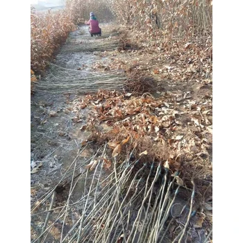 山東泰安板栗苗基地