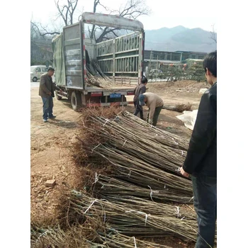 山東泰安板栗苗基地