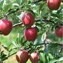 綠鮮威掛果留樹保鮮促控劑(BSA)