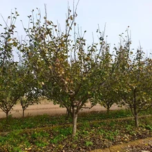 山東聊城??臨清市梨樹(shù)基地批發(fā)出售圖片