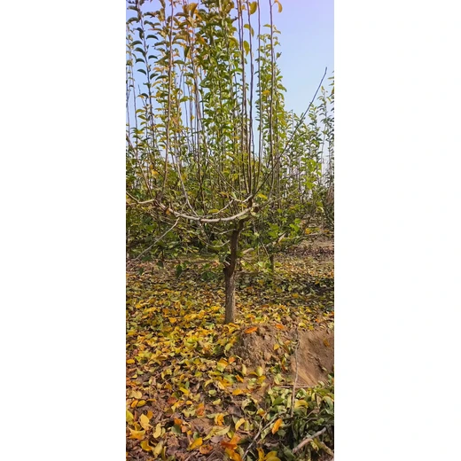 聊城??臨清市梨樹培育基地出售