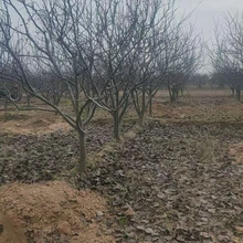 山東聊城冠縣梨樹(shù)苗圃基地梨樹(shù)基地圖片