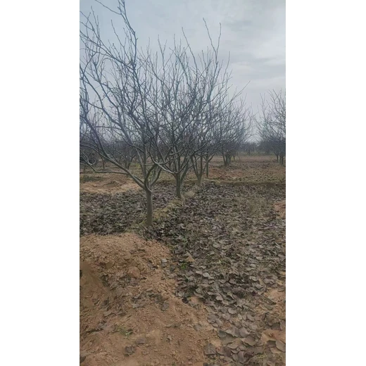 聊城東阿縣梨樹生產(chǎn)基地出售