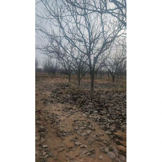 山東聊城??陽(yáng)谷縣梨樹苗圃基地供應(yīng)