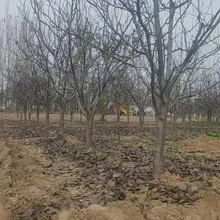 山東聊城??陽(yáng)谷縣梨樹(shù)培育基地梨樹(shù)基地圖片