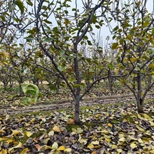 聊城??陽(yáng)谷縣梨樹(shù)培育基地梨樹(shù)基地圖片