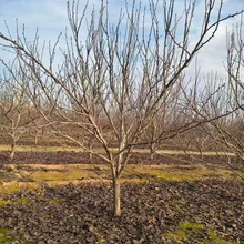 聊城??陽(yáng)谷縣梨樹(shù)苗圃基地梨樹(shù)基地圖片