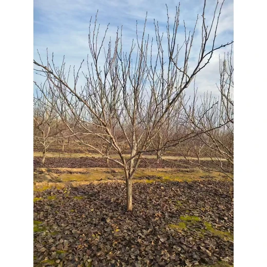 聊城??陽谷縣梨樹苗圃基地梨樹基地