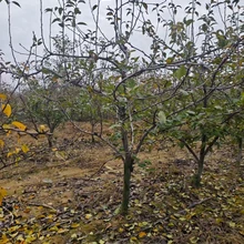 聊城??陽(yáng)谷縣梨樹(shù)種植基地批發(fā)圖片