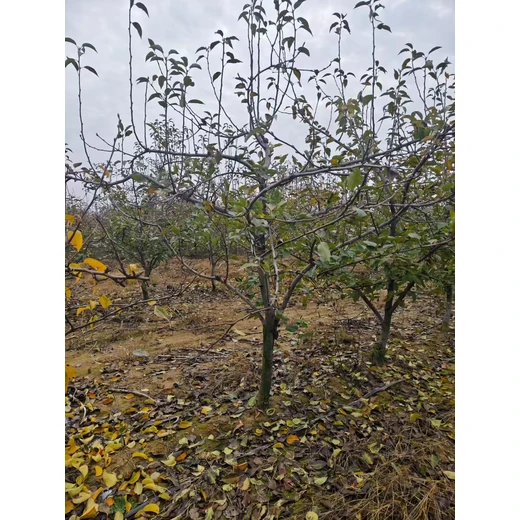 聊城??陽谷縣梨樹種植基地批發(fā)
