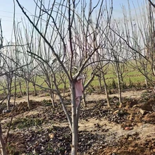 聊城東昌府區(qū)梨樹(shù)基地批發(fā)出售圖片