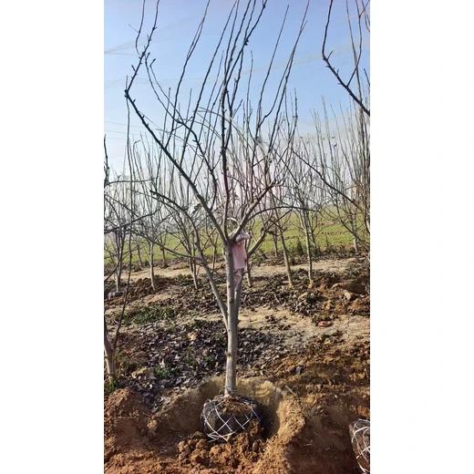 聊城高唐縣梨樹苗圃基地梨樹基地