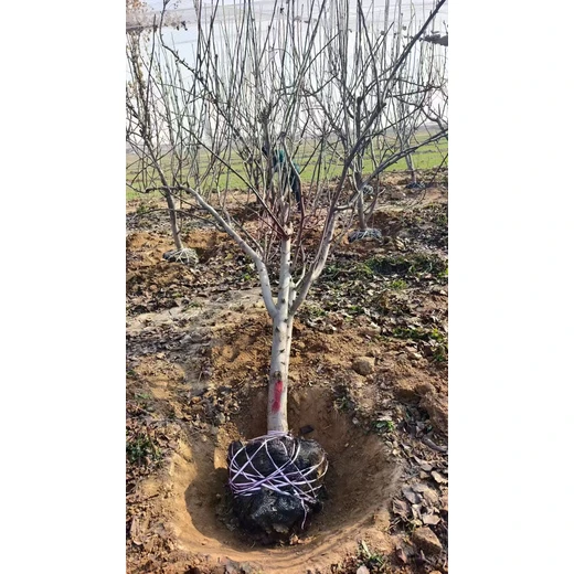 聊城莘縣梨樹苗圃基地梨樹基地