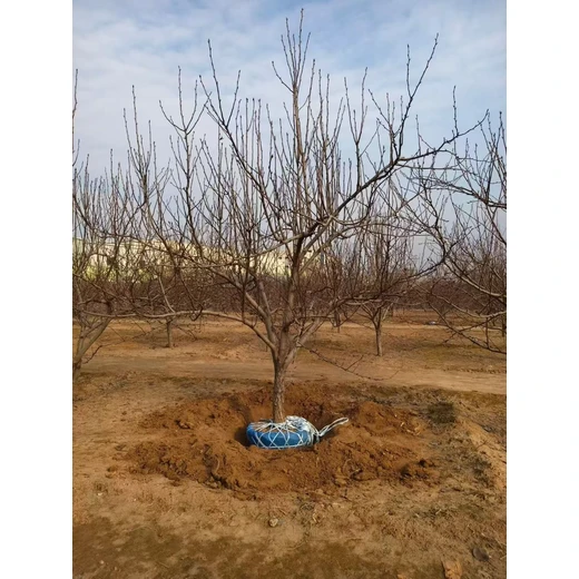 聊城莘縣梨樹培育基地出售