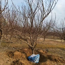 聊城高唐縣梨樹(shù)培育基地梨樹(shù)基地圖片