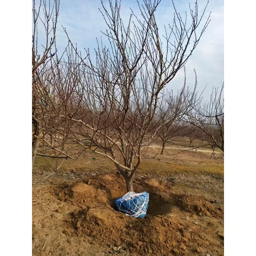 聊城高唐縣梨樹基地批發(fā)梨樹基地