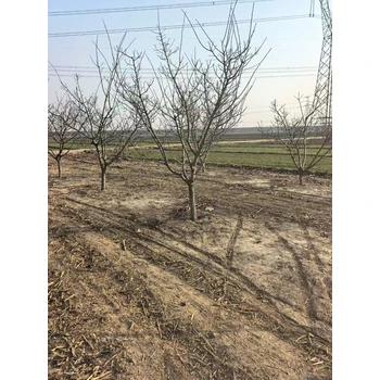山東臨沂山楂樹種植基地