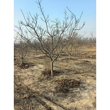 山東臨沂山楂樹種植基地