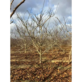 山東蓬萊山楂樹(shù)基地批發(fā)