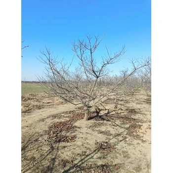 山東蓬萊山楂樹(shù)基地批發(fā)