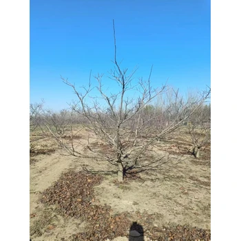 山東臨沂山楂樹種植基地