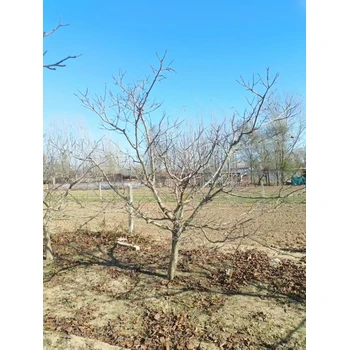 山東臨沂山楂樹種植基地