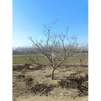 山東臨沂山楂樹種植基地