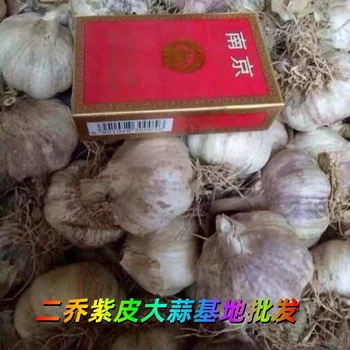 山東微山大蒜基地批發(fā)