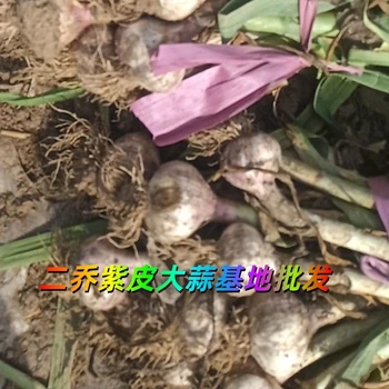 山東冠縣紫皮大蒜基地出售