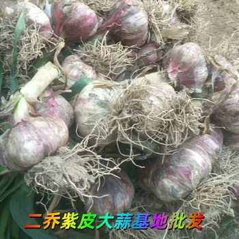 山東微山大蒜基地批發(fā)
