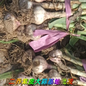 山東冠縣紫皮大蒜基地出售