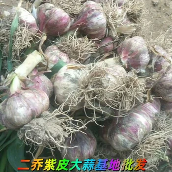 山東濟(jì)寧鄒城紫皮大蒜基地出售