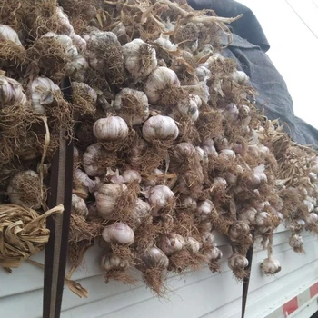 山東濰坊臨朐紫皮大蒜基地供應(yīng)