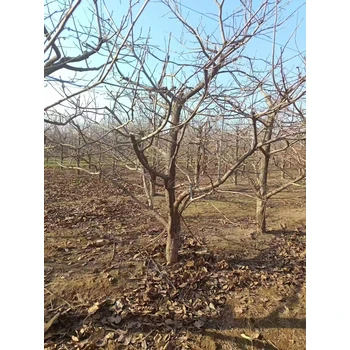 山東淄川柿子樹果苗基地銷售