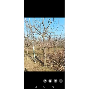 山東單縣柿子樹(shù)果苗銷(xiāo)售供應(yīng)