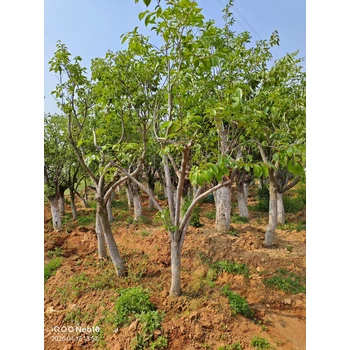 山東臨沂費縣柿子樹果苗銷售銷售