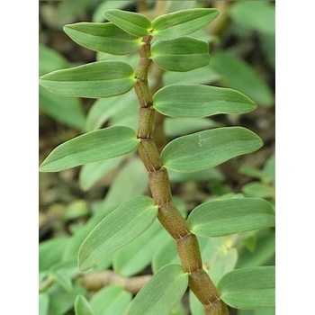 讲解清晰铁皮石斛进口报关流程