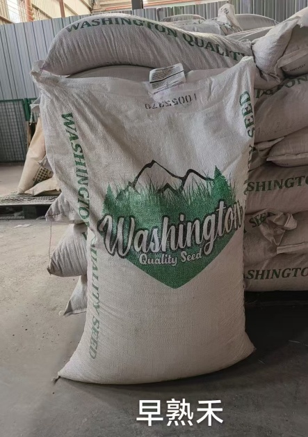 冷季節(jié)草坪草籽高羊茅經(jīng)驗(yàn)分享適合湖灘地種植