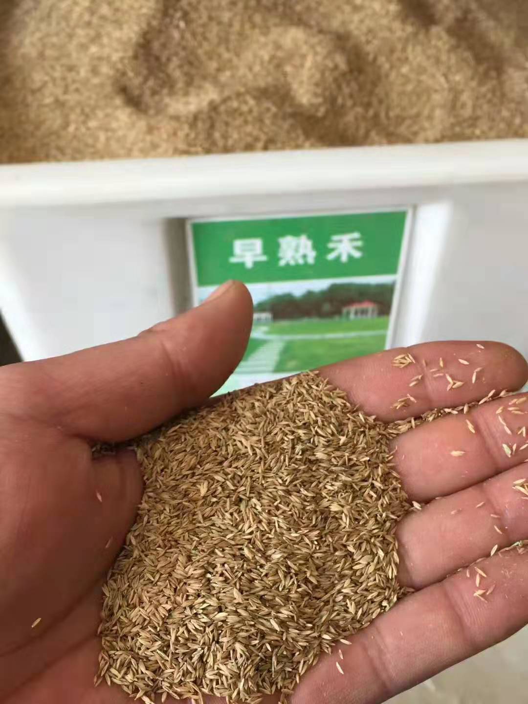 矮生草坪狗牙根草籽大量批發(fā)我們發(fā)芽率