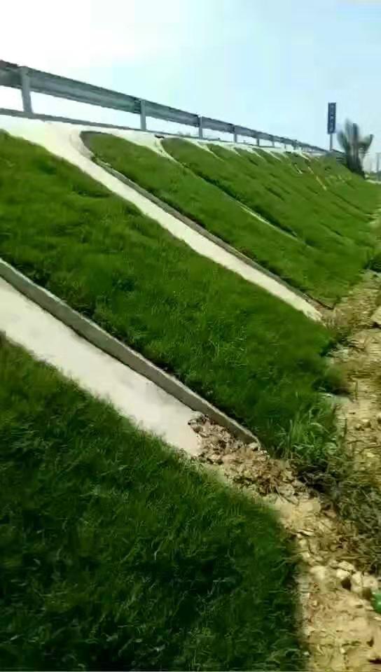 關(guān)于麥冬草苗子大量批發(fā)隨時聯(lián)系我