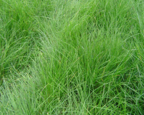 多年生草坪草籽種植技術(shù)解析